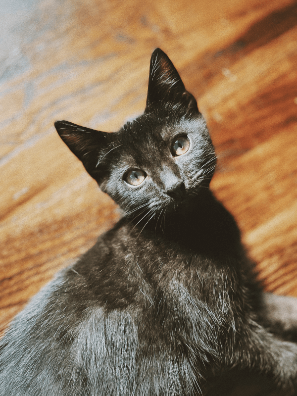 gigi-photo